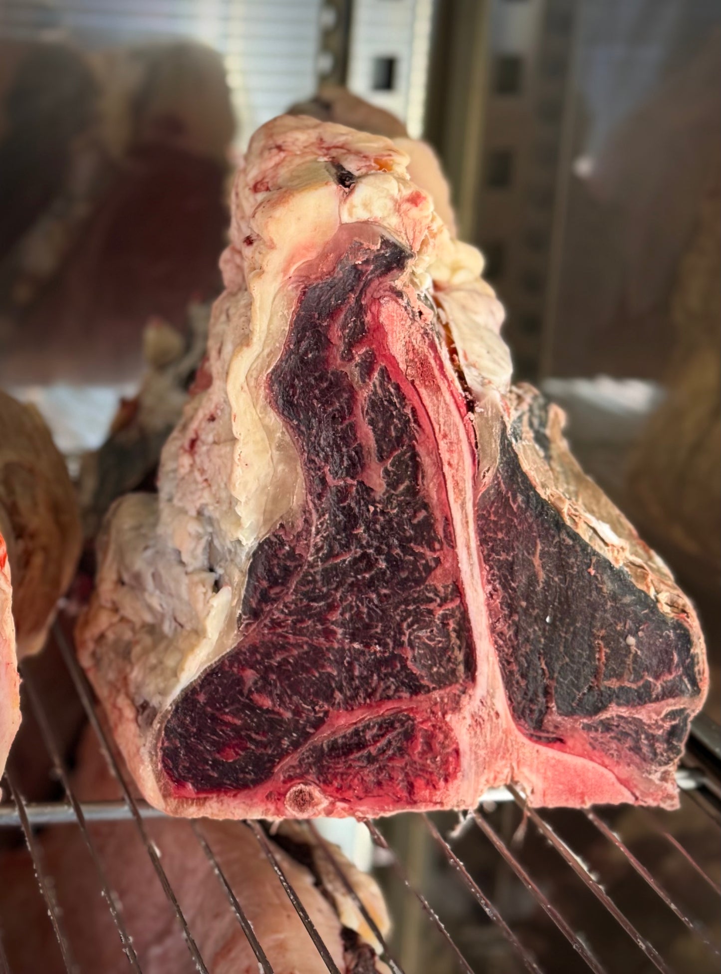 Fiorentina Frisona Gamba Selection